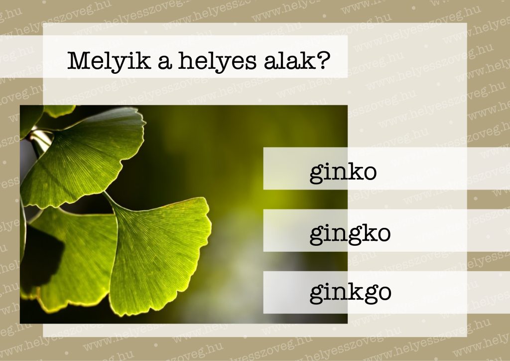 Helyes-szöveg-korrektor-korrektúra-helyesírás-Nyelvlecke-2024-07-19-ginkgo-01